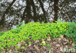 Verspreidbladig goudveil (Chrysosplenium alternifolium)