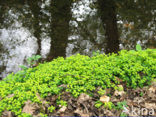 Alternate-leaved Golden Saxifrage (Chrysosplenium alternifolium)