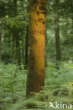 Vijlerbos