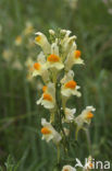 Vlasbekje (Linaria vulgaris)