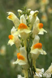 Vlasbekje (Linaria vulgaris)