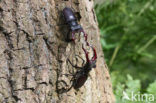 Vliegend hert (Lucanus cervus)