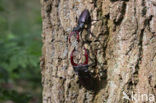 Vliegend hert (Lucanus cervus)