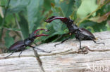 Vliegend hert (Lucanus cervus)