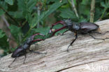 Vliegend hert (Lucanus cervus)