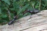 Vliegend hert (Lucanus cervus)