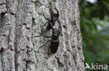 Vliegend hert (Lucanus cervus)