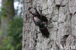 Vliegend hert (Lucanus cervus)