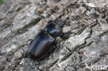 Vliegend hert (Lucanus cervus)