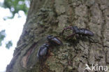 Vliegend hert (Lucanus cervus)