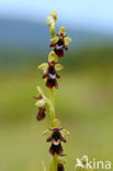 Vliegenorchis (Ophrys insectifera) 