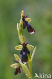 Vliegenorchis (Ophrys insectifera) 