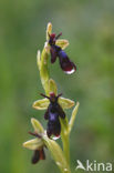 Fly Orchid (Ophrys insectifera)