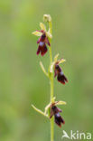 Vliegenorchis (Ophrys insectifera) 