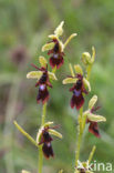 Vliegenorchis (Ophrys insectifera) 