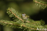 Vuurgoudhaantje (Regulus ignicapillus)