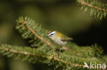 Firecrest (Regulus ignicapillus)