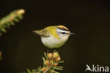 Firecrest (Regulus ignicapillus)