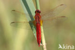 Vuurlibel (Crocothemis erythraea)