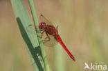 Vuurlibel (Crocothemis erythraea)