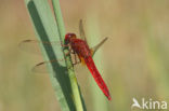 Vuurlibel (Crocothemis erythraea)