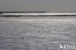 Waddensea