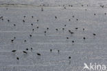 Waddensea