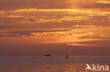 Waddensea