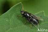 Black colonel soldier fly (Odontomyia tigrina)