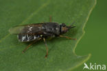 Black colonel soldier fly (Odontomyia tigrina)