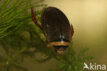 Waterbeetle (Graphoderus cinereus)