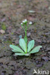 Waterpunge (Samolus valerandi)