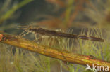 Banded Demoiselle (Calopteryx splendens)