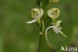 Welriekende nachtorchis (Platanthera bifolia) 