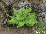 Wijfjesvaren (Athyrium filix-femina)