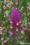 Field Cow-wheat (Melampyrum arvense)