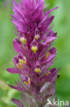 Field Cow-wheat (Melampyrum arvense)