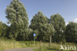 Willow (Salix)