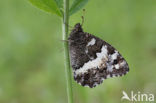 Great Banded Grayling (Brintesia circe)