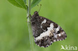 Great Banded Grayling (Brintesia circe)