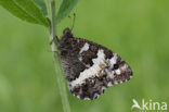 Great Banded Grayling (Brintesia circe)