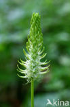 Spiked Rampion (Phyteuma spicatum ssp. spicatum)