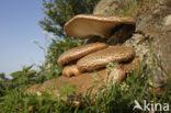 Zadelzwam (Polyporus squamosus)