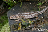 Zandhagedis (Lacerta agilis) 