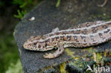 Zandhagedis (Lacerta agilis) 