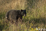 American black bear (Ursus americanus)