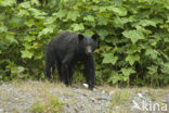 American black bear (Ursus americanus)