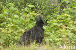 Zwarte beer (Ursus americanus)