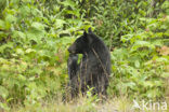 American black bear (Ursus americanus)