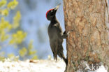 Black Woodpecker (Dryocopus martius)